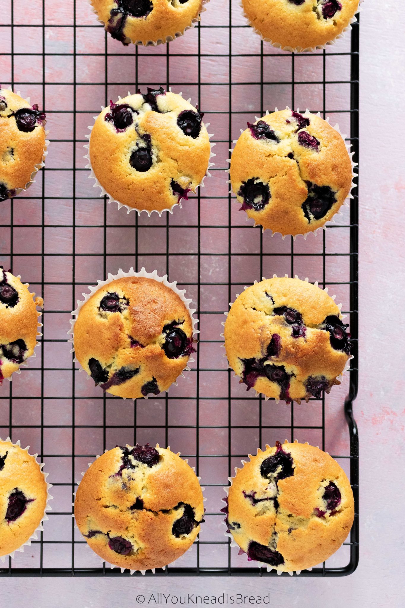 homemade sourdough blueberry muffins