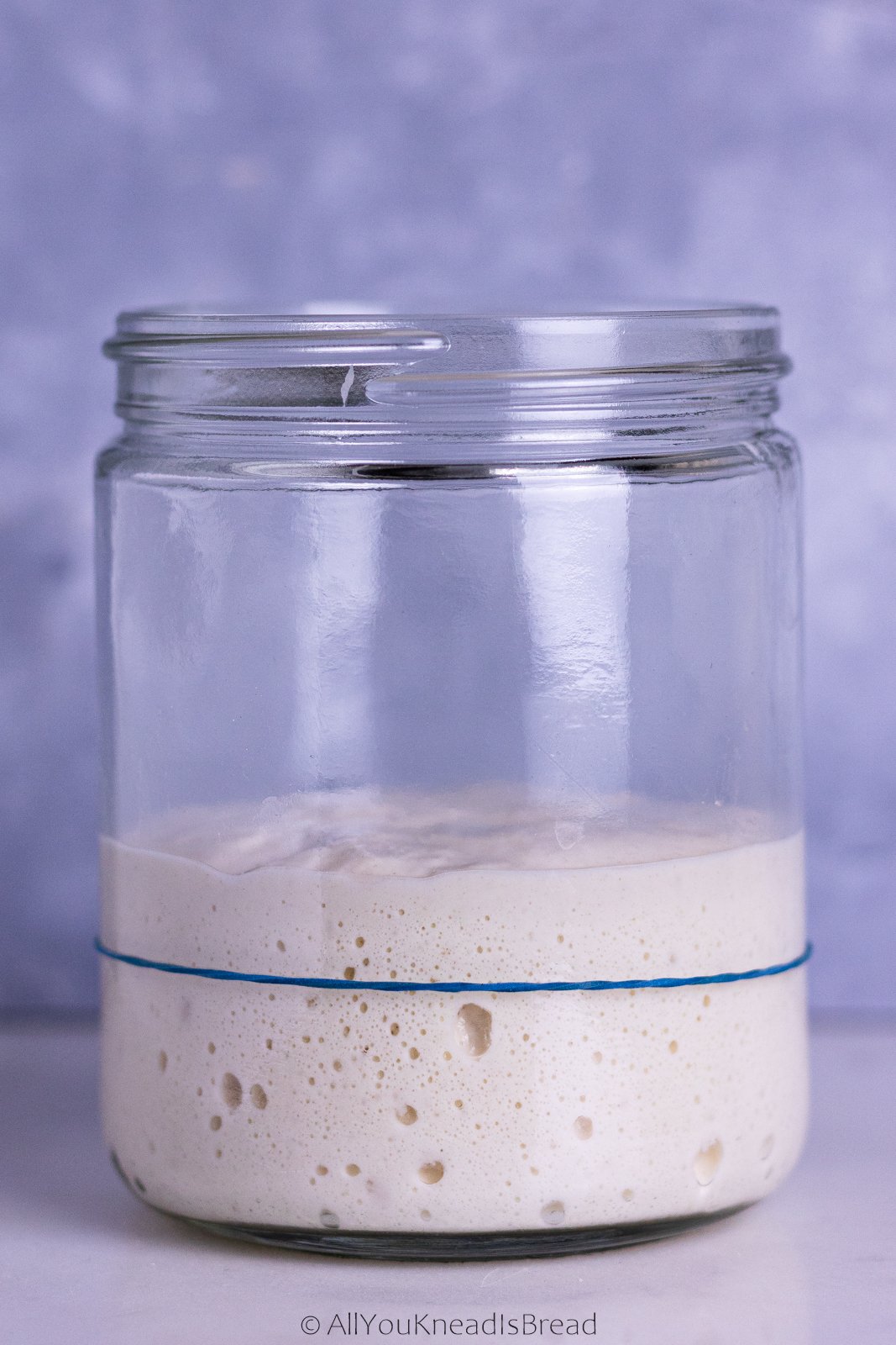 The science of your sourdough starter - All you knead is bread